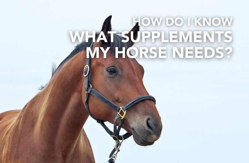 How do I know what supplements my horse needs? - Equine Science Matters™